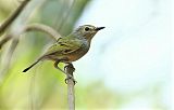 Rusty-fronted Tody-Flycatcherborder=